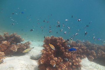 Fiji