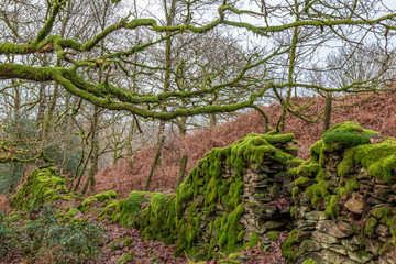 Fototapeta na wymiar Moss growing on a stone wall in woodland, in the Lake District