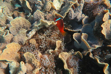 Fiji
