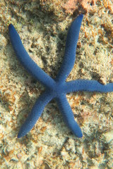 Fiji
