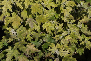 Autumn green leaves in the sun