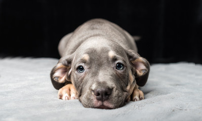 Fototapeta na wymiar Puppy of American Bully breed on a black background