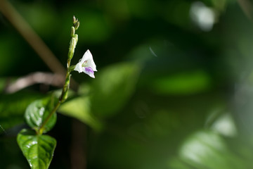 Close up of Wild flowers