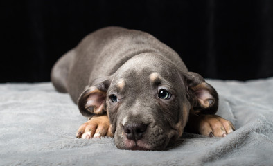 Puppy of American Bully breed on a black background