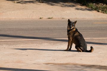 Closeup of dog waiting his boss