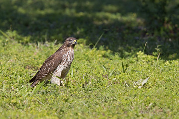 A sharp-shinned hawk (Accipiter striatus) perched in a meadow on a hot day in Florida.