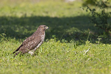 A sharp-shinned hawk (Accipiter striatus) perched in a meadow on a hot day in Florida.