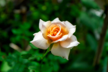Soft orange rose flower