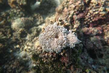 Fiji