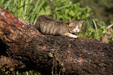 Close up of cat in morning sun light