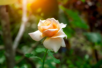 Soft orange rose flower