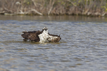A western osprey (Pandion haliaetus) bathing and preening in a pond on a hot day.