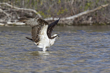 A western osprey (Pandion haliaetus) bathing and preening in a pond on a hot day.