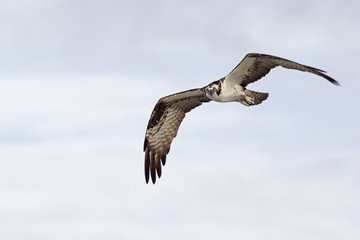 A western osprey (Pandion haliaetus) flying and hunting in the sky. soaring and hunting for fish along the coast.