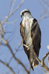 A western osprey (Pandion haliaetus) perched on a branch of a tree hunting for fish.