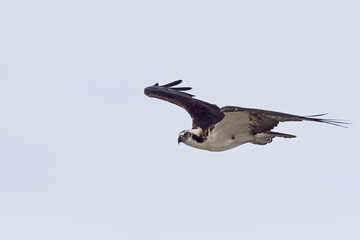 A western osprey (Pandion haliaetus) flying and hunting in the sky. soaring and hunting for fish along the coast.