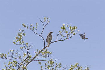 A sharp-shinned hawk (Accipiter striatus) perched in a tree on a branch being attacked by a northern mockingbird.