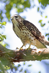 A close-up of a female sharp-shinned hawk (Accipiter striatus) perched in a tree on a branch hunting for birds.