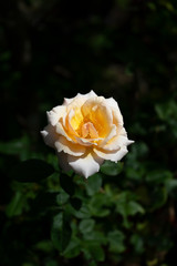 Soft orange rose flower