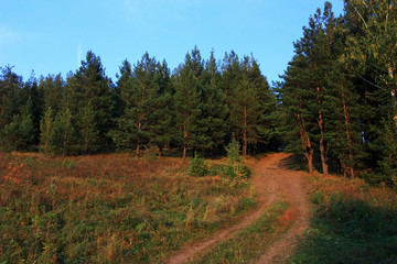 Country road in the forest