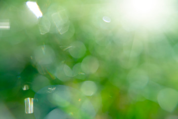 Green blur background with sunlight and bokeh light.