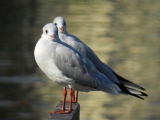 coppia di gabbiani 
