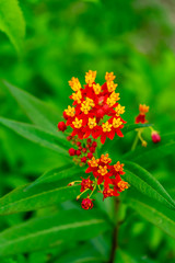 Bastard ipecacuanha , Blood flower.