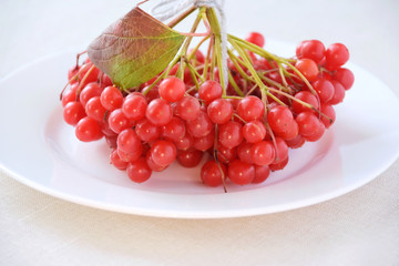 Bunch of red organic viburnum berries with beautiful red and green leaf on white porcelain plate with drops od water and sun light with blurred neutral table cloth