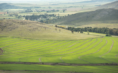 Fototapeta premium Wheat plantation and mountains in Argentina