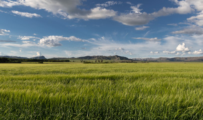Fototapeta na wymiar Wheat plantation and mountains in Argentina