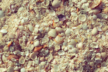Natural sand and shells background. Black sea shell on the coast. Seashells collection. Close up. Toned.