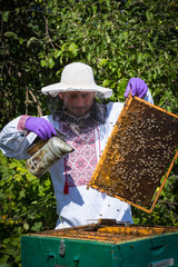 A man works in an apiary collecting bee honey 