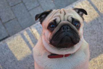 photos of the Pug