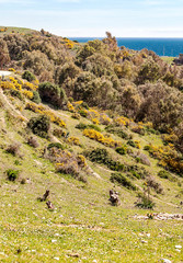 Fields in Andalusia by the sea in a sunny day