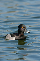 Ring-necked Duck male taken in souther AZ