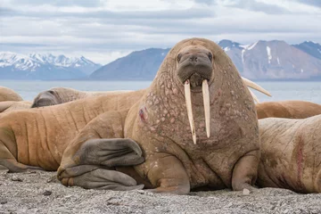 Fotobehang Walrus De walrus is een zeezoogdier, de enige moderne soort van de walrussenfamilie, die traditioneel wordt toegeschreven aan de groep met vinpotigen. Een van de grootste vertegenwoordigers van vinpotigen.