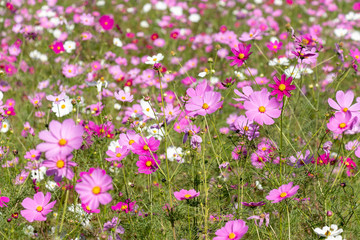 Fototapeta premium Cosmos flower, Ibaraki, Japan