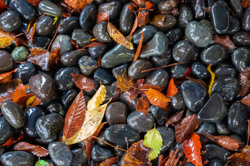 Wet gravel and fallen leaves