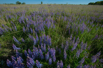 Lupine in native prairie taken in central MN