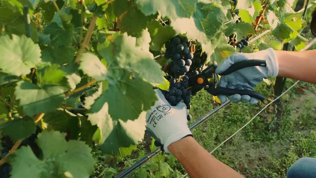 Man cutting grapes during the harvesting process. Slow motion.