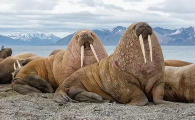 Deurstickers Walrus De walrus is een zeezoogdier, de enige moderne soort van de walrussenfamilie, die traditioneel wordt toegeschreven aan de vinpotigen-groep. Een van de grootste vertegenwoordigers van vinpotigen.