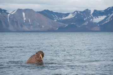The walrus is a marine mammal, the only modern species of the walrus family, traditionally...