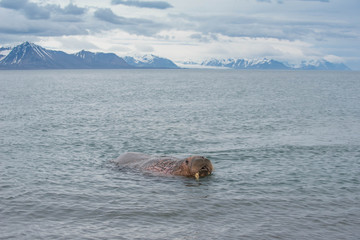 The walrus is a marine mammal, the only modern species of the walrus family, traditionally...