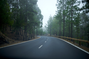 Carretera a través de un bosque de pinos