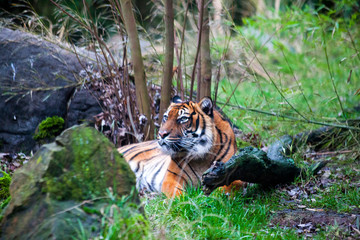 Old big tiger lying in ambush, waiting for prey animals in the forest.