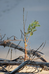 New growth on beach