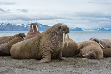 Acrylic prints Walrus The walrus is a marine mammal, the only modern species of the walrus family, traditionally attributed to the pinniped group. One of the largest representatives of pinnipeds.