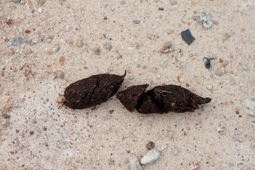 Dog feces dry on the ground with diarrhea.