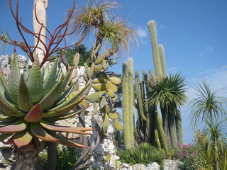Many various cactuses of different size. Cultivation of cacti.