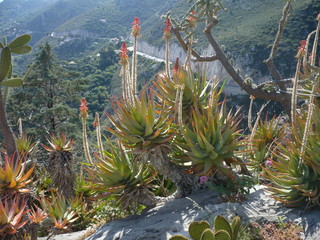 Many various cactuses of different size. Cultivation of cacti.